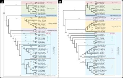 The Insights of Genomic Synteny and Codon Usage Preference on Genera Demarcation of Iridoviridae Family